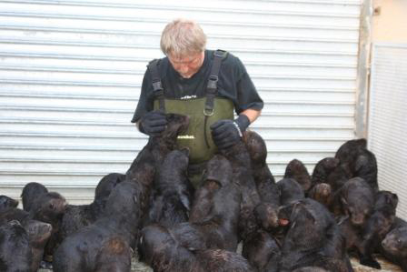 Francois Hugo Rescues 60 baby Seal Pups